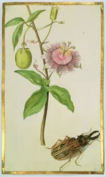 Exotische Pflanze und Käfer, ca. 1675